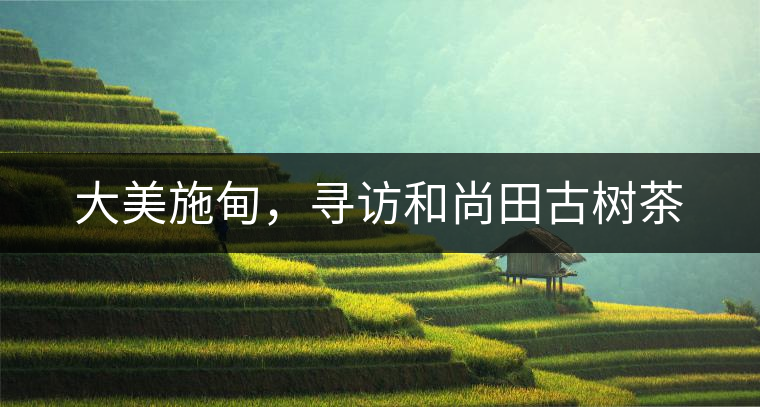 大美施甸，尋訪和尚田古樹茶