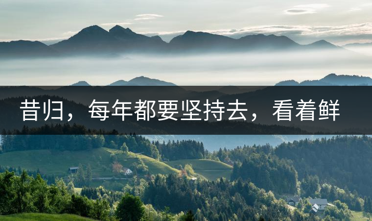 昔歸，每年都要堅(jiān)持去，看著鮮葉都是香甜的