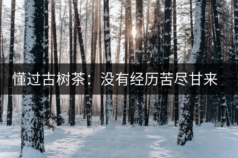 懂過古樹茶：沒有經(jīng)歷苦盡甘來的人，不足以談懂過