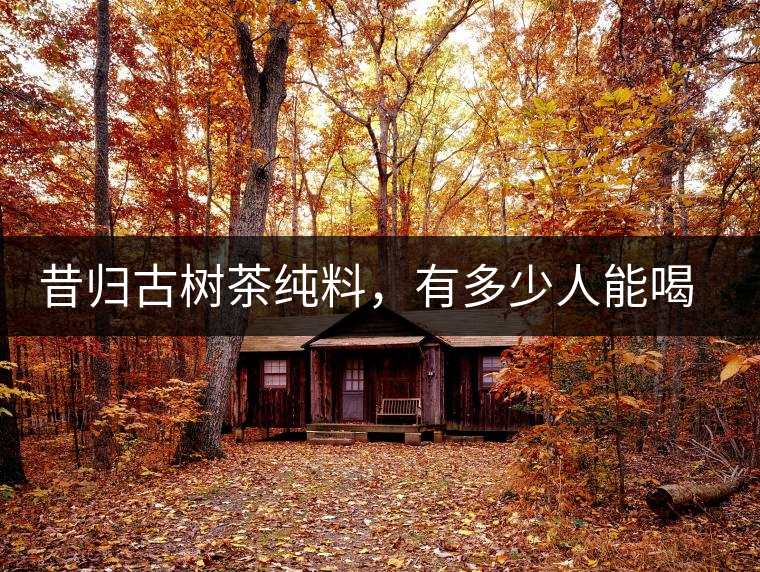 昔歸古樹茶純料，有多少人能喝到真品
