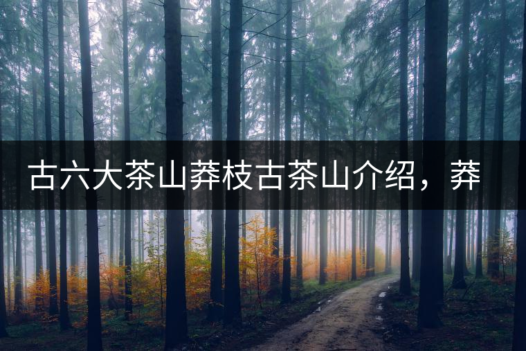 古六大茶山莽枝古茶山介紹，莽枝古樹茶口感特點(diǎn)