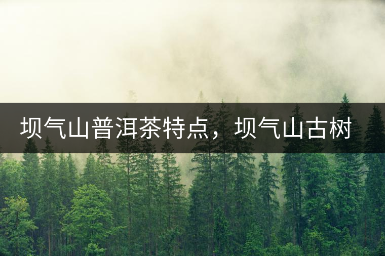 壩氣山普洱茶特點，壩氣山古樹茶介紹