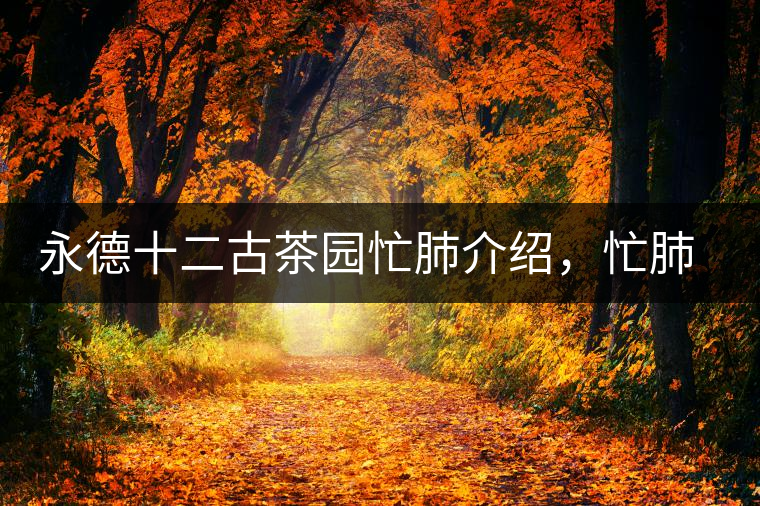 永德十二古茶園忙肺介紹，忙肺茶特點