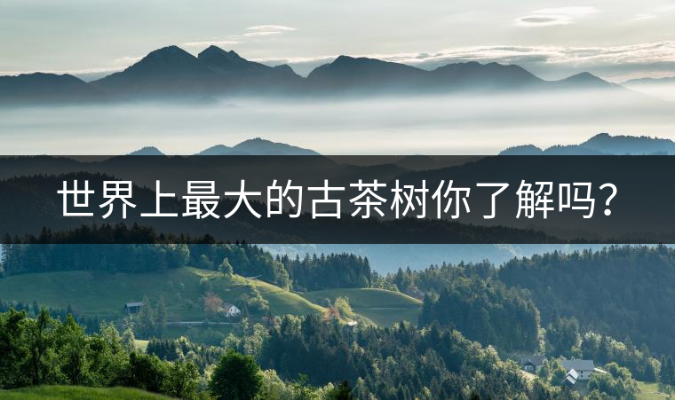 世界上最大的古茶樹(shù)你了解嗎？