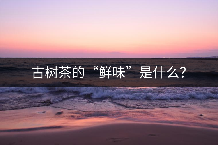 古樹茶的“鮮味”是什么？