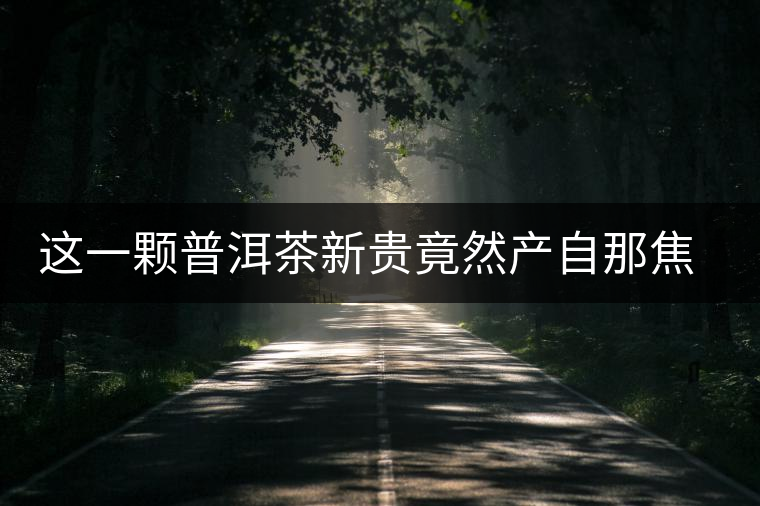這一顆普洱茶新貴竟然產自那焦的古茶樹 這一顆普洱茶新貴竟然產自那焦的古茶樹