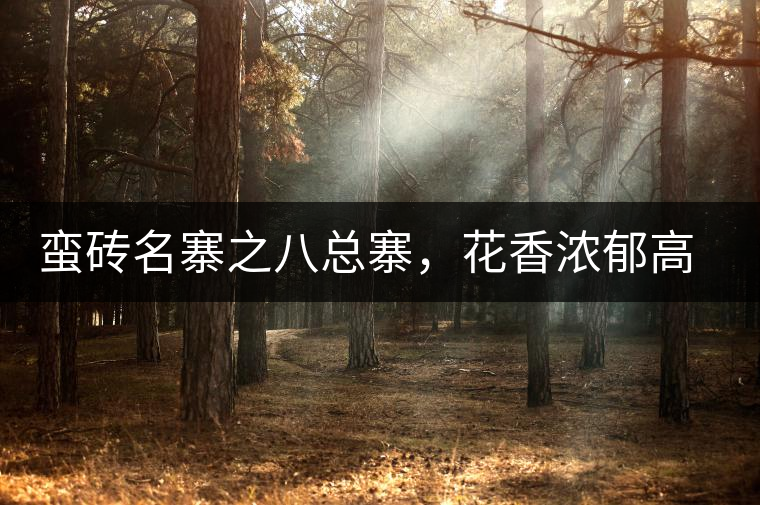 蠻磚名寨之八總寨，花香濃郁高揚(yáng)