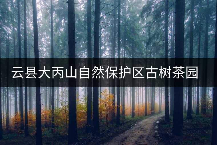 云縣大丙山自然保護區(qū)古樹茶園介紹