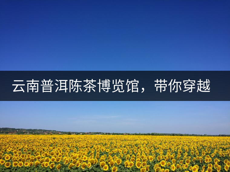 云南普洱陳茶博覽館，帶你穿越時(shí)光，品普洱老茶