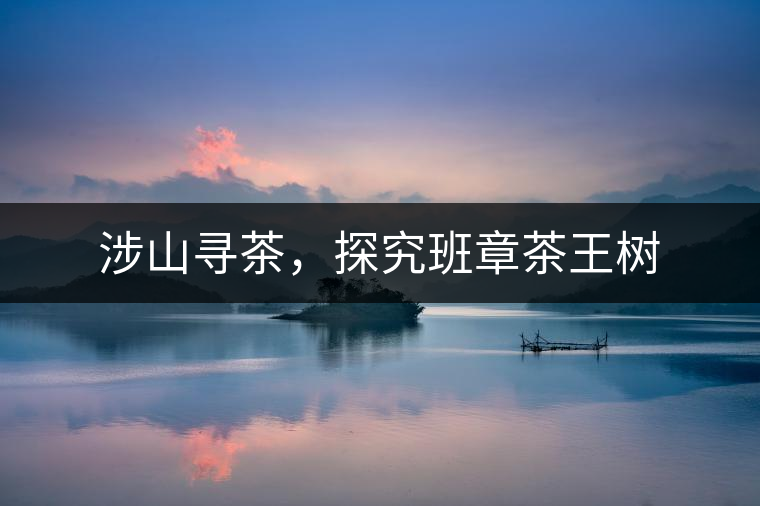 涉山尋茶，探究班章茶王樹