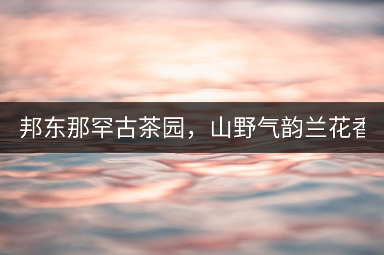 邦東那罕古茶園，山野氣韻蘭花香！