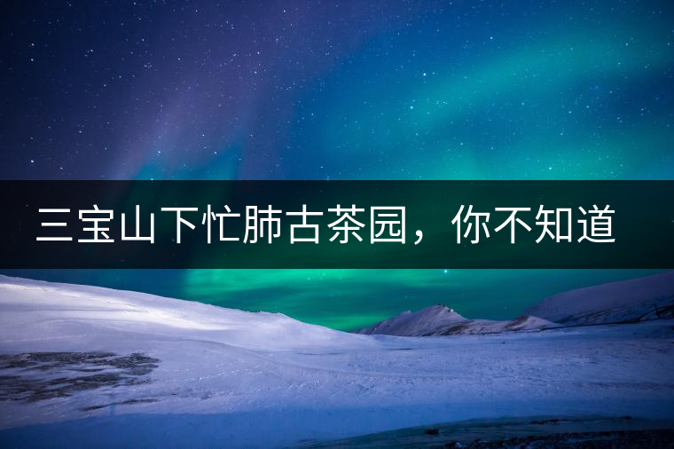 三寶山下忙肺古茶園，你不知道的古樹茶傳說