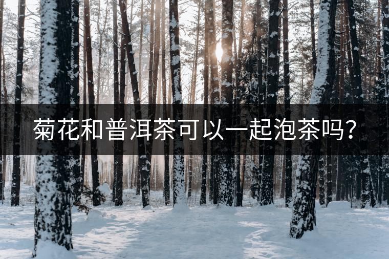 菊花和普洱茶可以一起泡茶嗎？