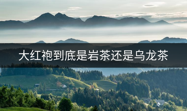 大紅袍到底是巖茶還是烏龍茶
