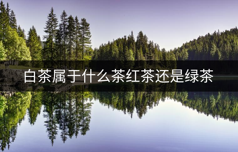 白茶屬于什么茶紅茶還是綠茶 白茶屬于什么茶紅茶還是綠茶