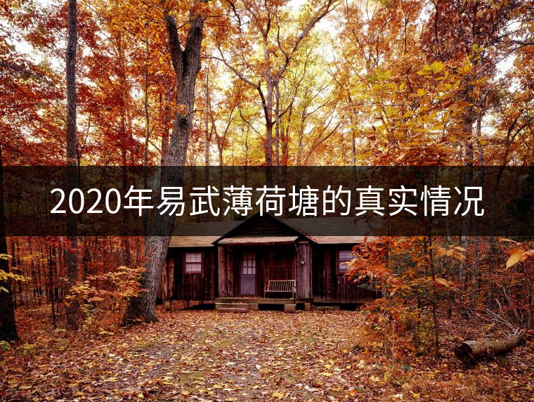2020年易武薄荷塘的真實(shí)情況