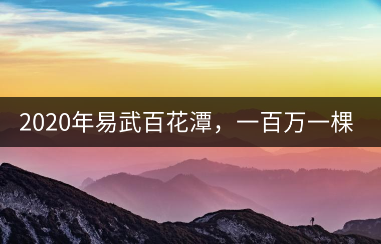 2020年易武百花潭，一百萬一棵樹-易武中聘號