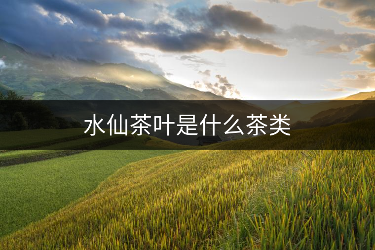 水仙茶葉是什么茶類