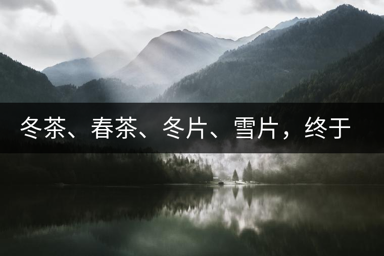 冬茶、春茶、冬片、雪片，終于分清楚了