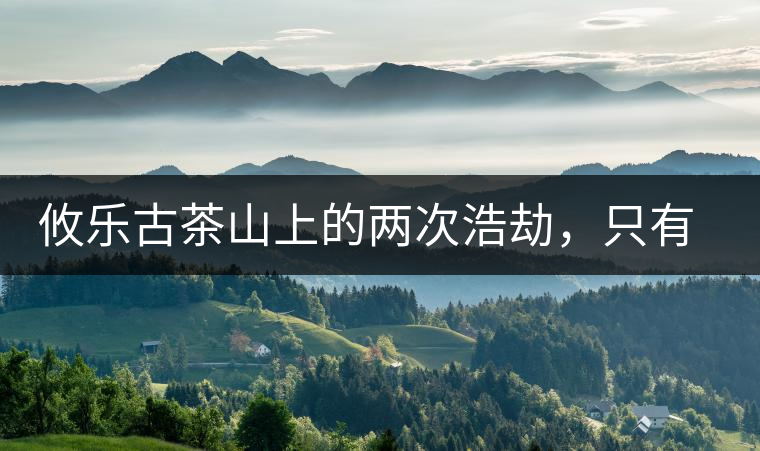 攸樂古茶山上的兩次浩劫，只有絕少部分的茶人解內(nèi)情