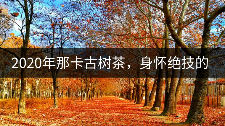 2020年那卡古樹茶，身懷絕技的“小班章” -易武中聘號