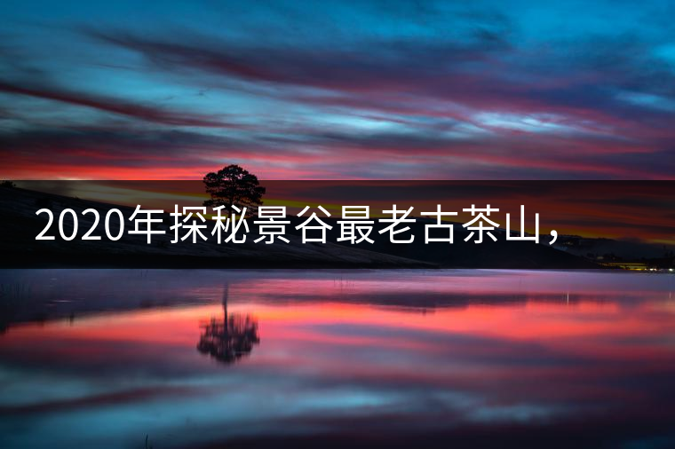 2020年探秘景谷最老古茶山，一個(gè)家族的興茶往事-易武中聘號(hào)