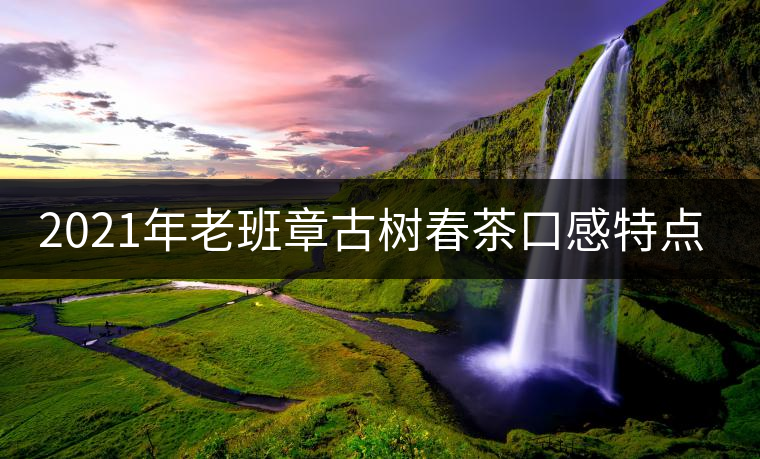 2021年老班章古樹春茶口感特點？