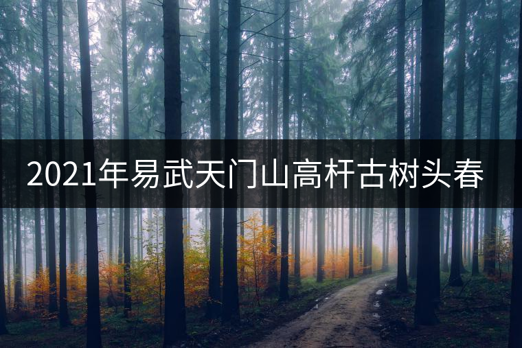 2021年易武天門山高桿古樹(shù)頭春多少錢一公斤？