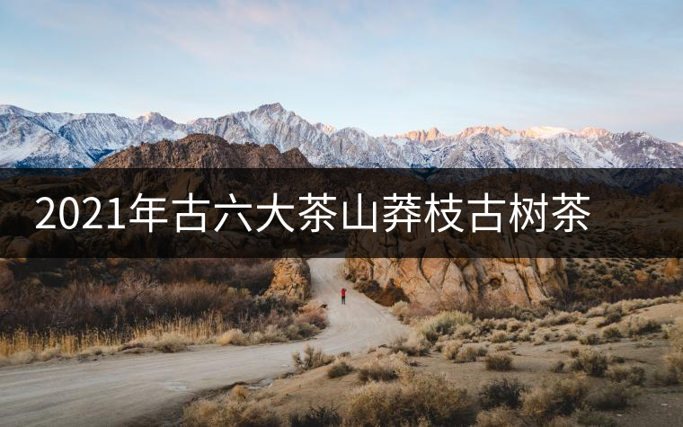 2021年古六大茶山莽枝古樹(shù)茶春茶口感特點(diǎn) 2021年古六大茶山莽枝古樹(shù)茶春茶口感特點(diǎn)