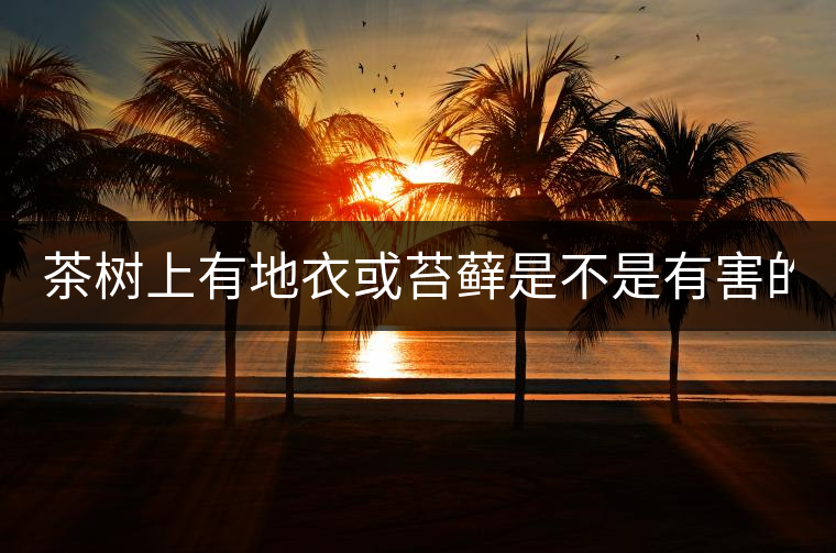 茶樹上有地衣或苔蘚是不是有害的？