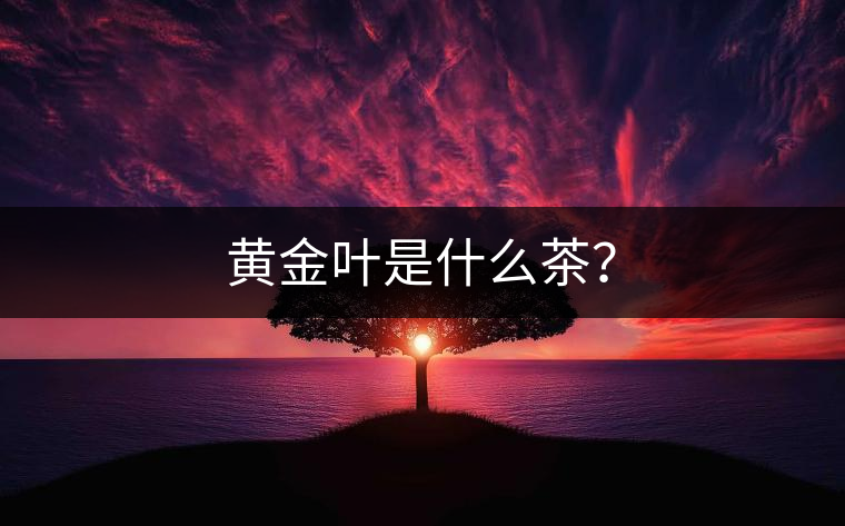 黃金葉是什么茶？
