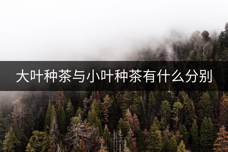 大葉種茶與小葉種茶有什么分別 大葉種茶與小葉種茶有什么分別