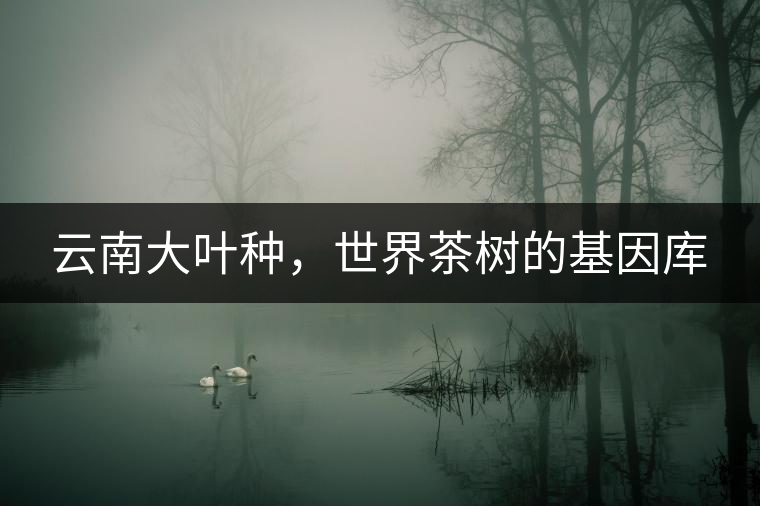 云南大葉種，世界茶樹的基因庫