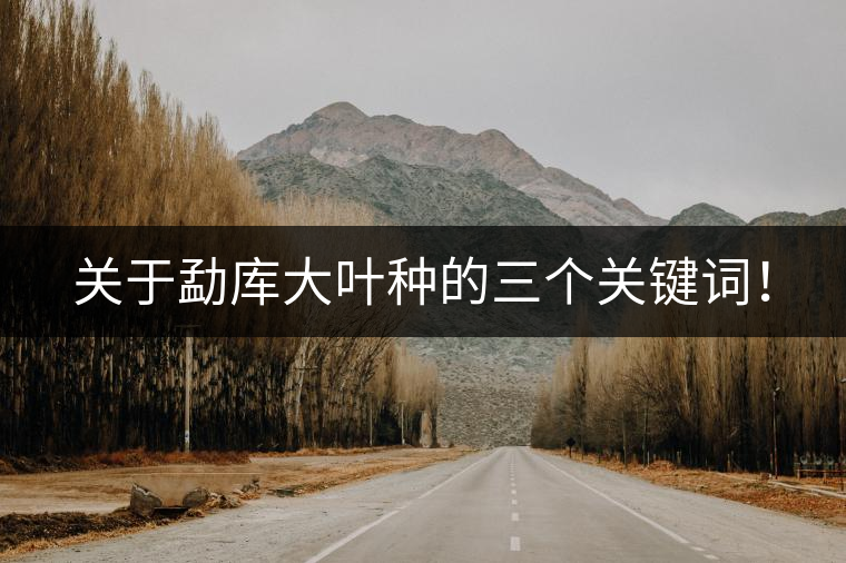 關(guān)于勐庫大葉種的三個關(guān)鍵詞！