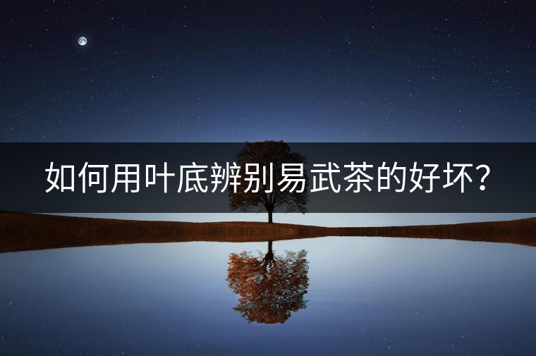 如何用葉底辨別易武茶的好壞？