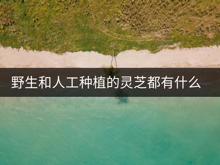 野生和人工種植的靈芝都有什么區(qū)別？