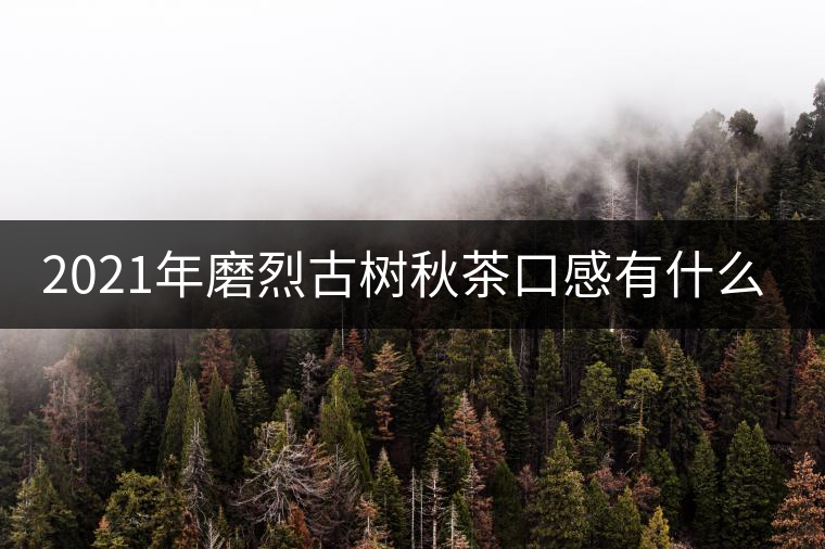 2021年磨烈古樹秋茶口感有什么特點？