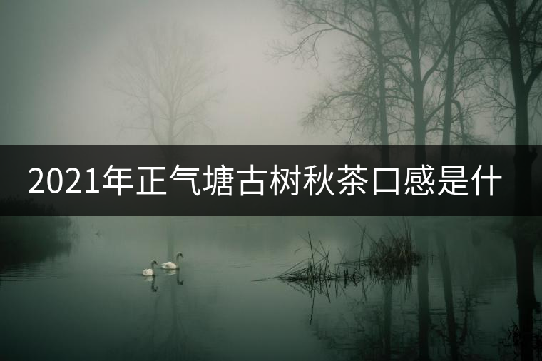 2021年正氣塘古樹秋茶口感是什么？