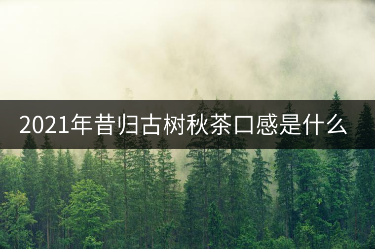 2021年昔歸古樹秋茶口感是什么？