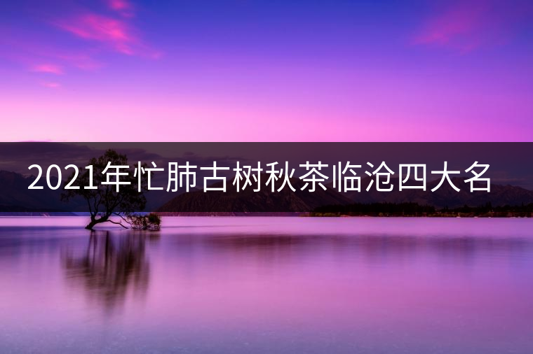 2021年忙肺古樹秋茶臨滄四大名茶之一！