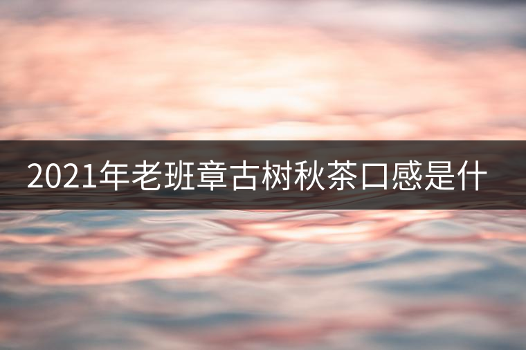 2021年老班章古樹秋茶口感是什么？