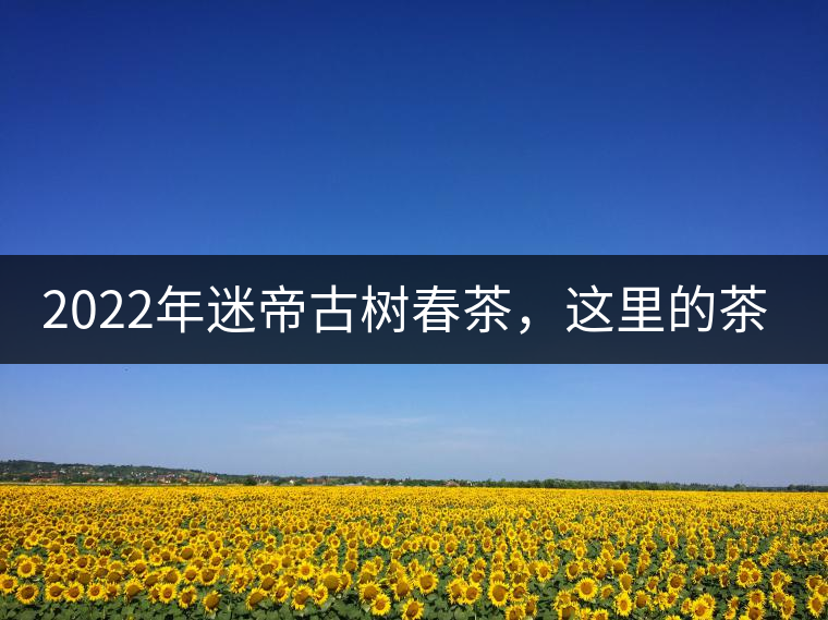 2022年迷帝古樹春茶，這里的茶 皇帝都著迷