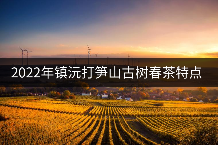 2022年鎮(zhèn)沅打筍山古樹春茶特點(diǎn)？
