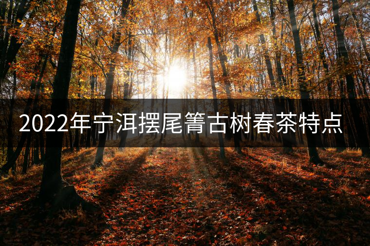 2022年寧洱擺尾箐古樹春茶特點？