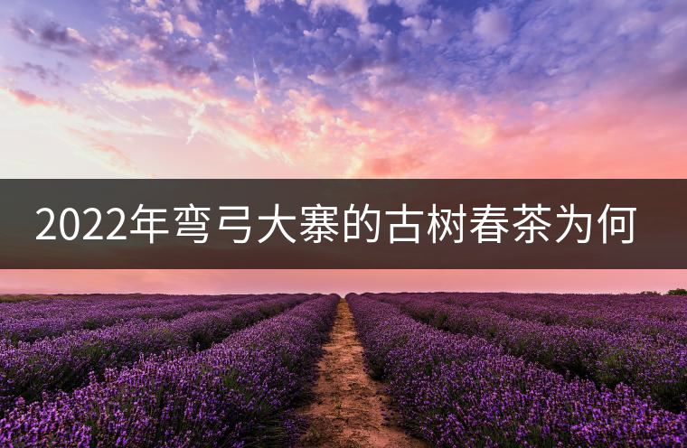 2022年彎弓大寨的古樹春茶為何如此之珍貴？