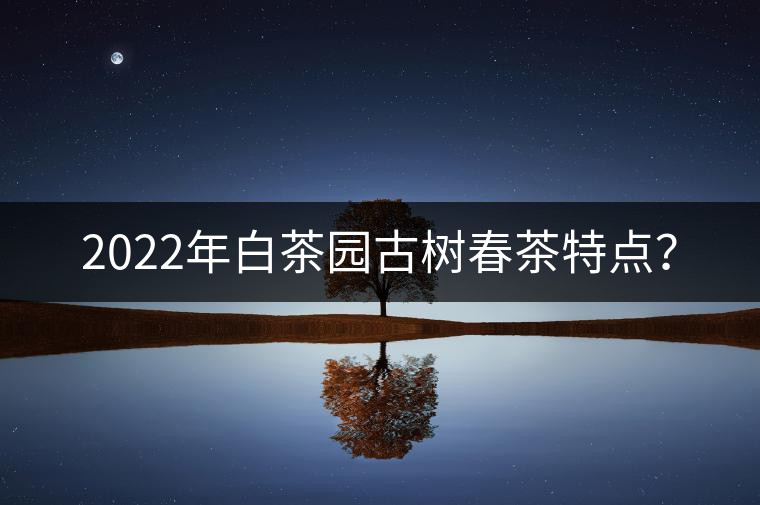 2022年白茶園古樹春茶特點？