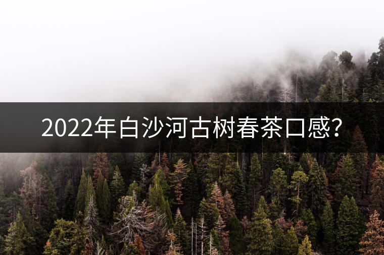 2022年白沙河古樹春茶口感？