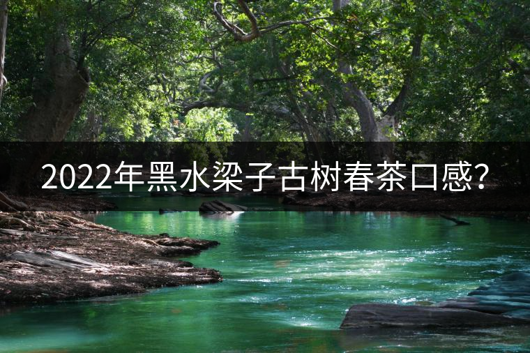 2022年黑水梁子古樹春茶口感？