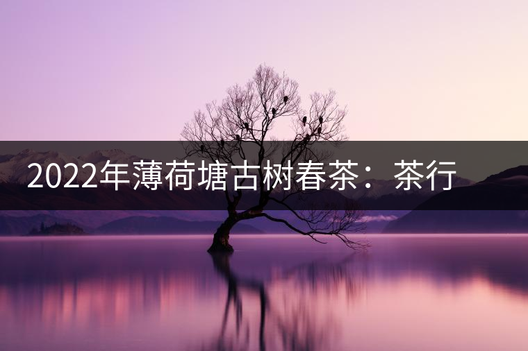 2022年薄荷塘古樹春茶：茶行業(yè)的金字招牌