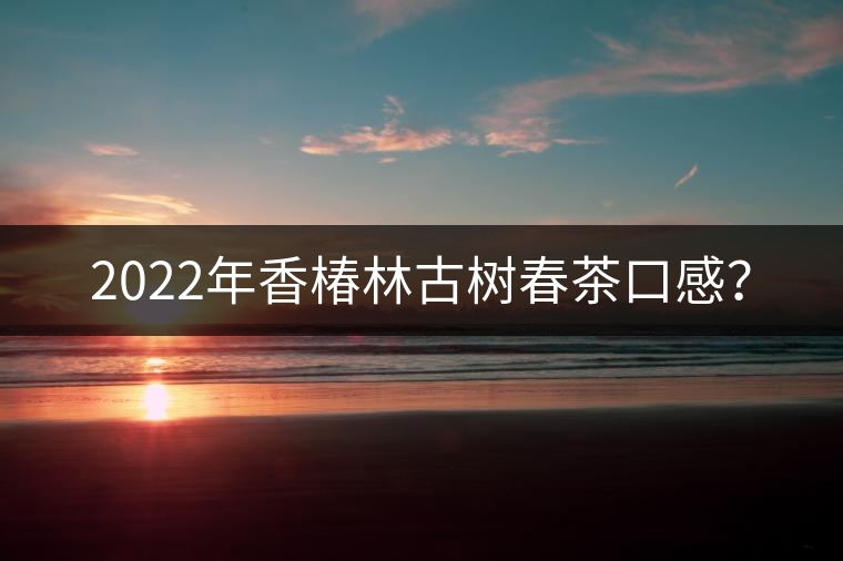 2022年香椿林古樹春茶口感？